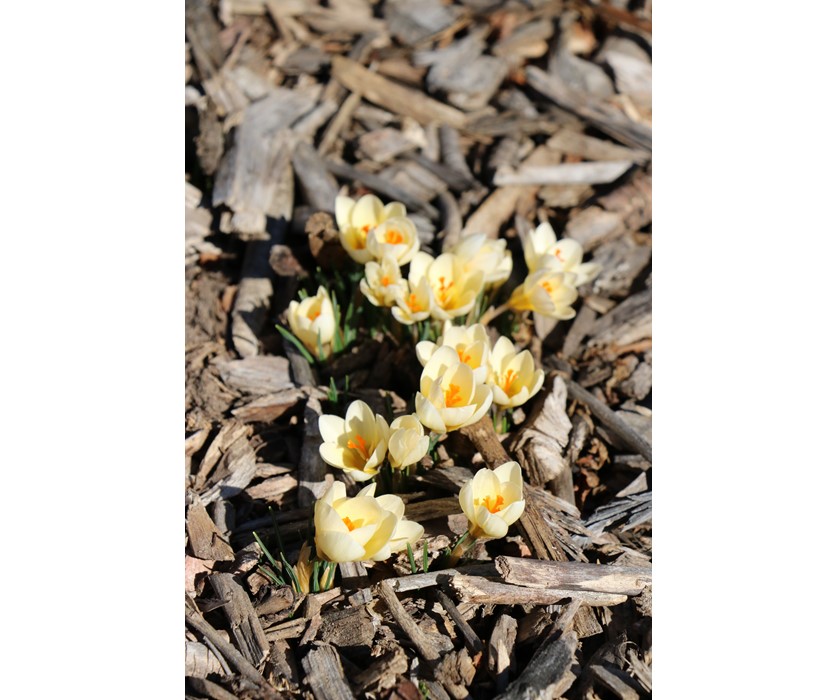 Cream Beauty Snow Crocus